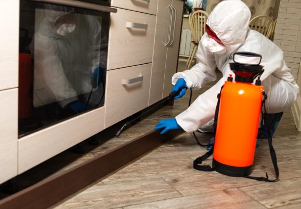 Kenapa Rayap Menyukai Lemari dan Lantai Parket